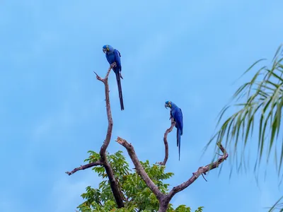 Two hyacinth macaws perched at the top of a tree
