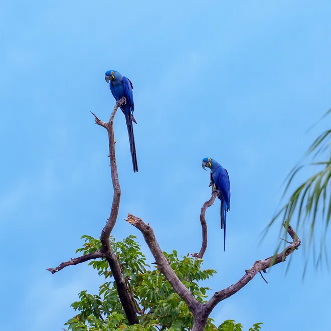 Two hyacinth macaws perched at the top of a tree
