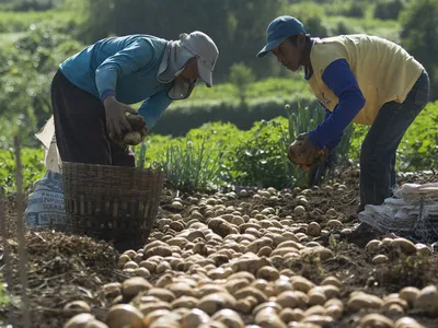 Two farmers, one in a blue shirt with a gray hat and the other in a yellow shirt with a blue hat bend over a long row of potatoes to harvest