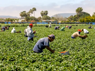 A group of workers wearing shirts and hats bend over to harvest strawberries from a large field on a sunny day