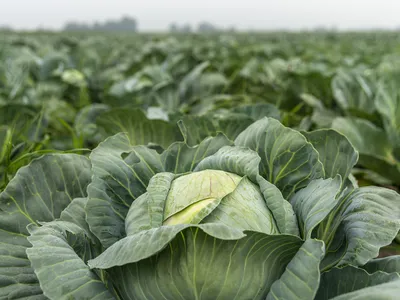 A close up of a bright green cabbage with hundreds of other cabbages in the field behind it