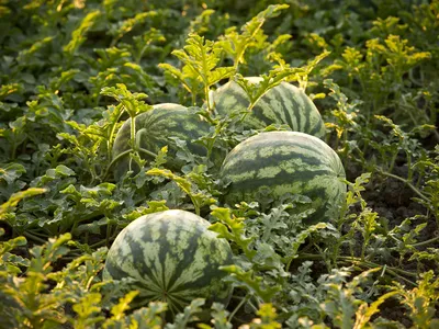 Four green striped watermelons sit among green foliage in a field