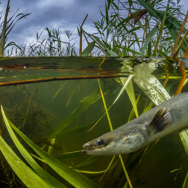 An eel swims around underwater grass