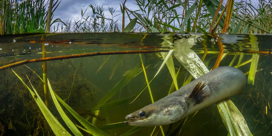 An eel swims around underwater grass