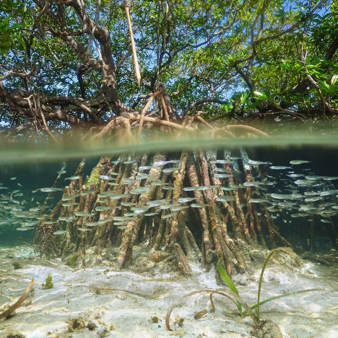 View of a mangrove in sunshine, from both above and below the surface