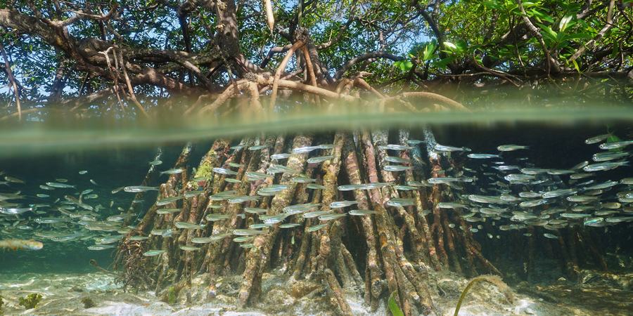 View of a mangrove in sunshine, from both above and below the surface