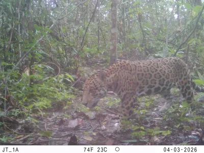 A jaguar walks by a camera trap