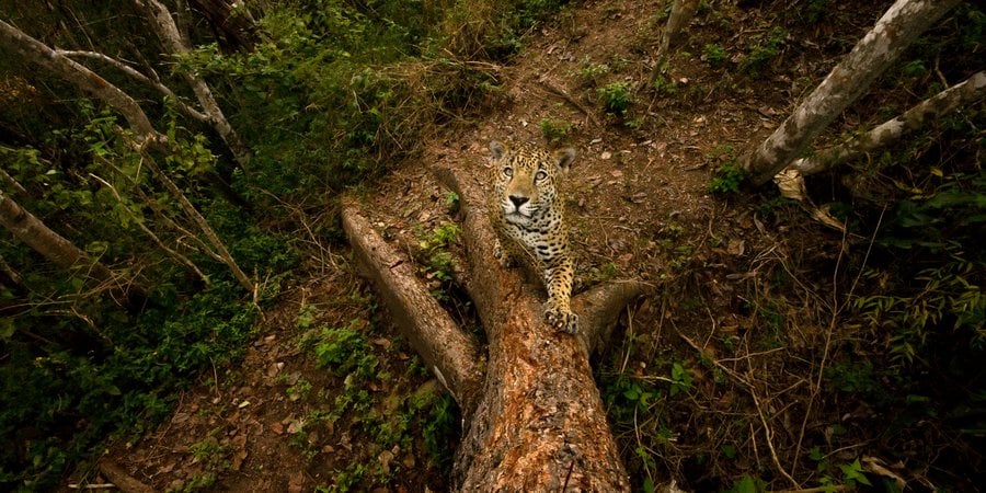 Looking down a tree while a jaguar climbs the trunk