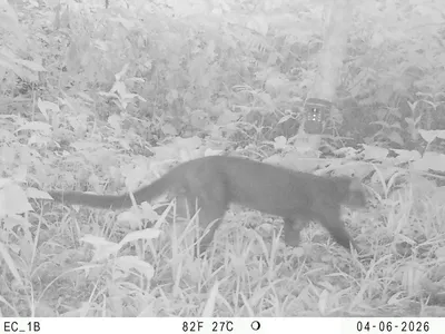 A jaguarundi caught on a camera trap