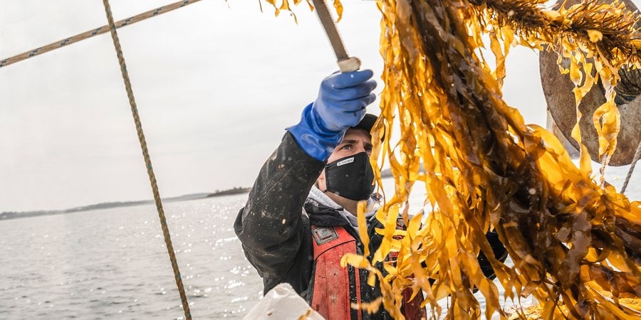 Kelp farmer sorting seaweed