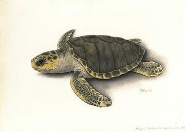 Drawing of a Kemp's ridley sea turtle