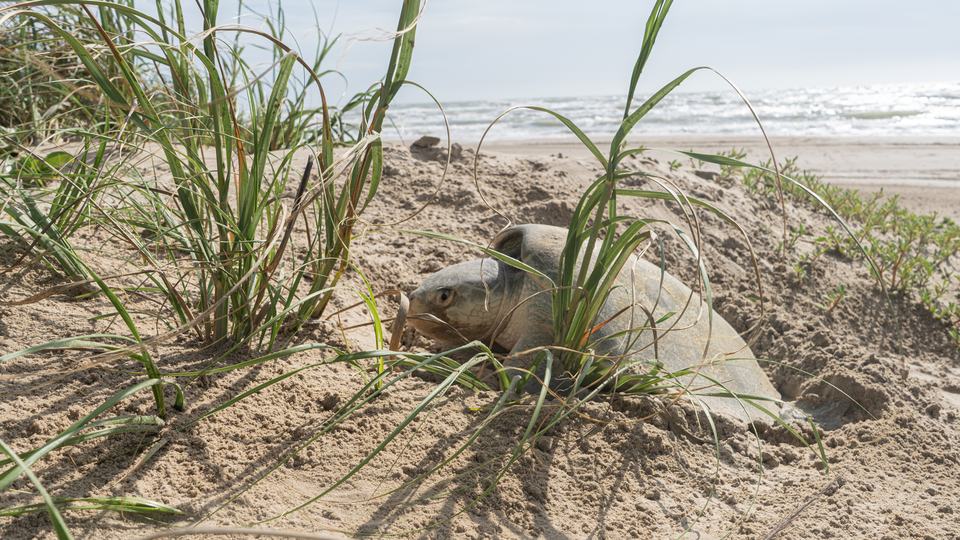 A female Kemp's ridley sea turtle on a beach, laying eggs in a nest