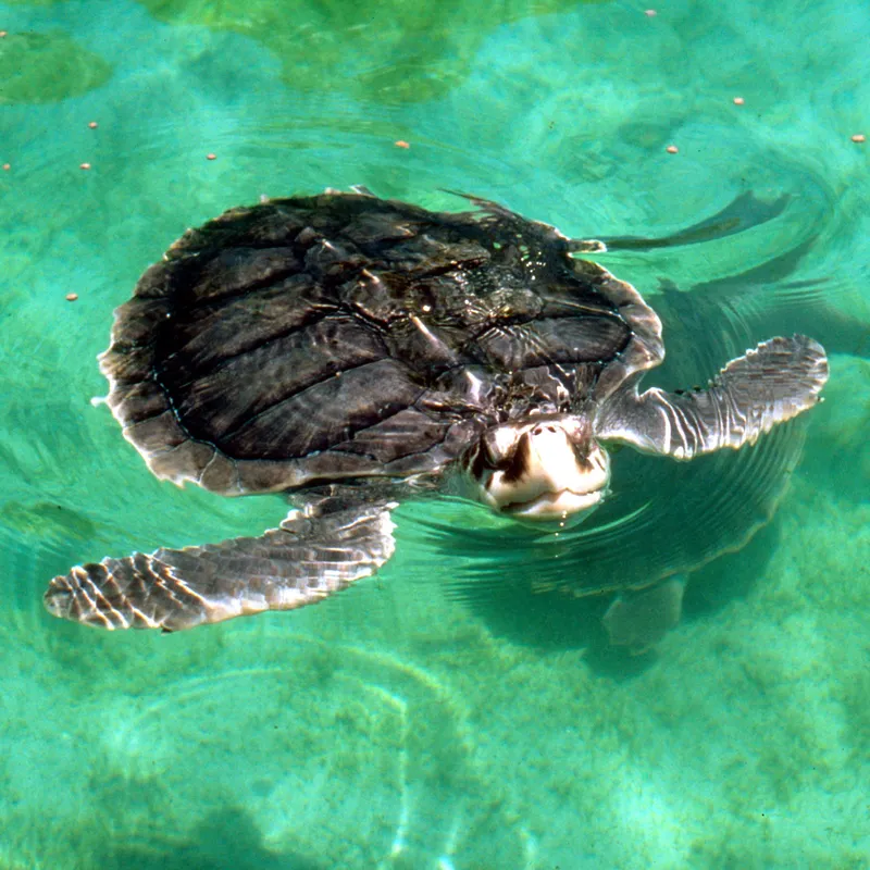 Kemp's ridley sea turtle in green water