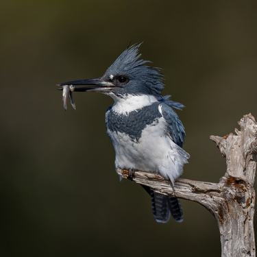 A belted kingfisher with a fish in its beak