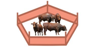 Illustration of cattle in a kraal