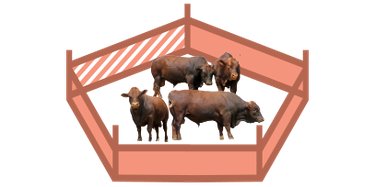 Illustration of cattle in a kraal