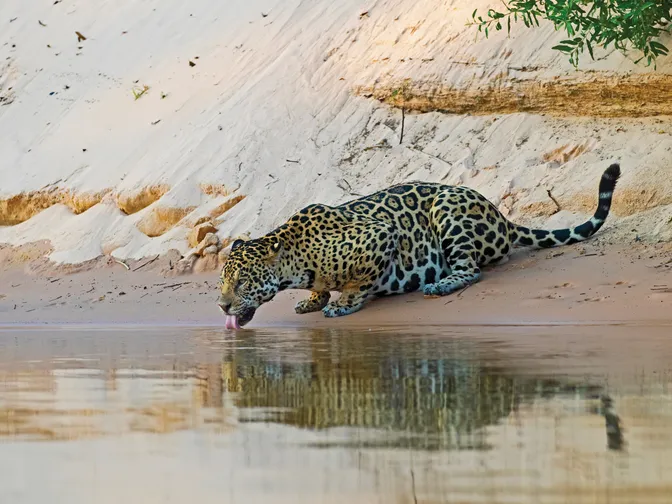 A leopard drinking from the shore of a pond