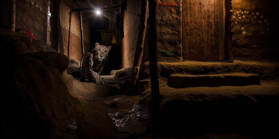 A leopard in a dark city alley