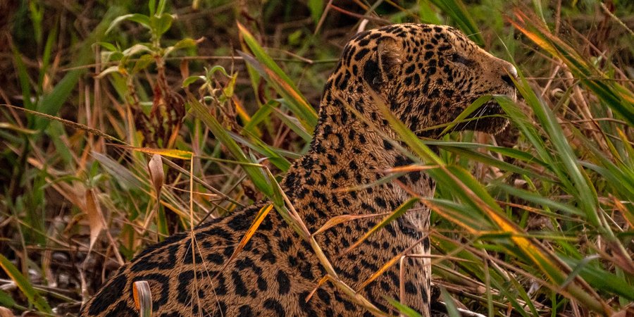 An alert jaguar in foliage