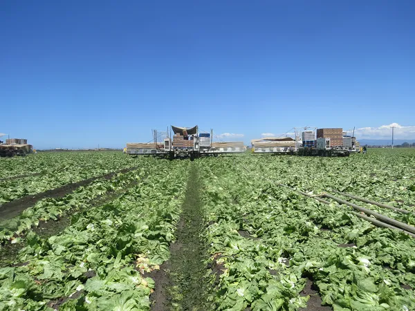 A lettuce truck drives on a sunny day