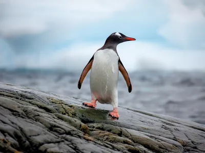 A gentoo penguin stands on a rock