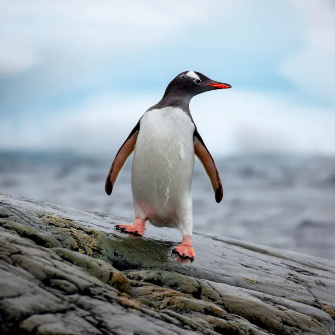 A gentoo penguin stands on a rock