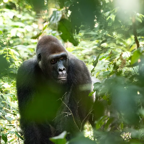 Limo, a silverback Western lowland gorilla peers through an trees inside Dzanga Sangha