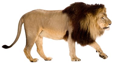 Silhouette of a adult male lion