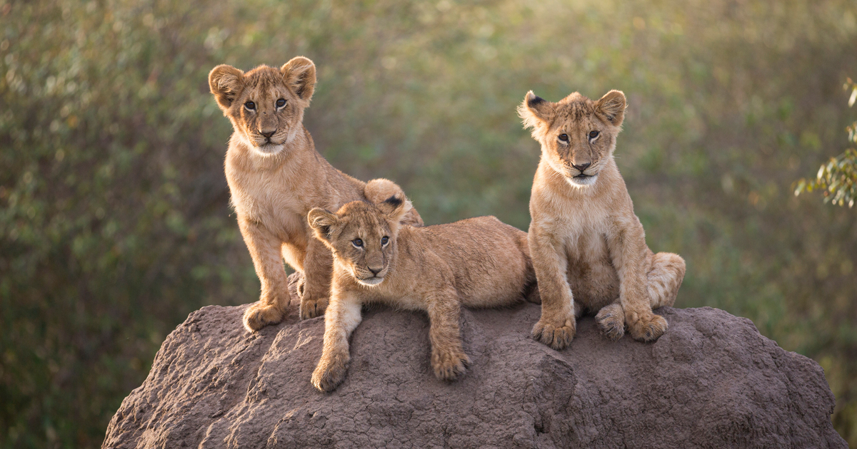 Protecting Livestock and Lions in Southern Africa | WWF