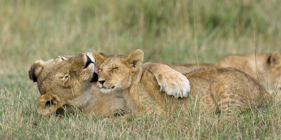 A lioness and cub embrace in the grass