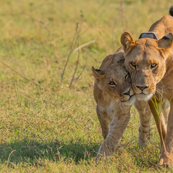 A collared female lion walks closely with her cub in the grass