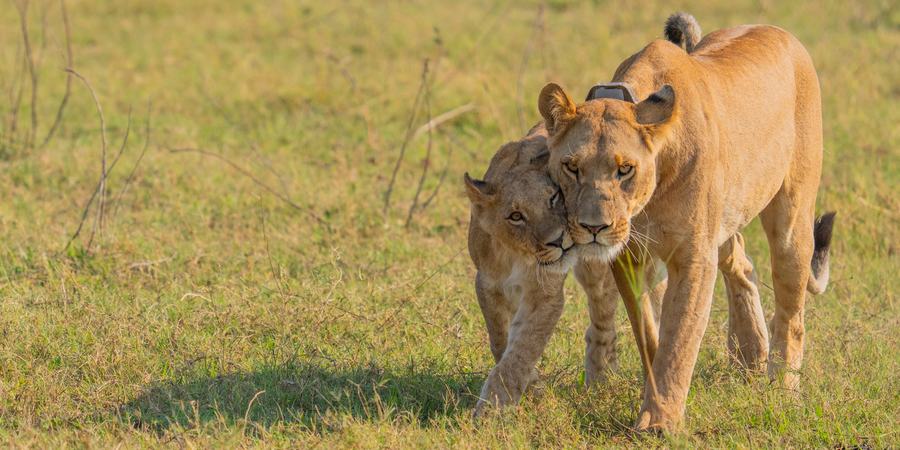 A collared female lion walks closely with her cub in the grass