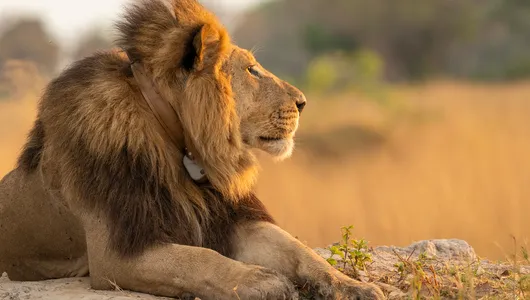 A collared male lion in profile