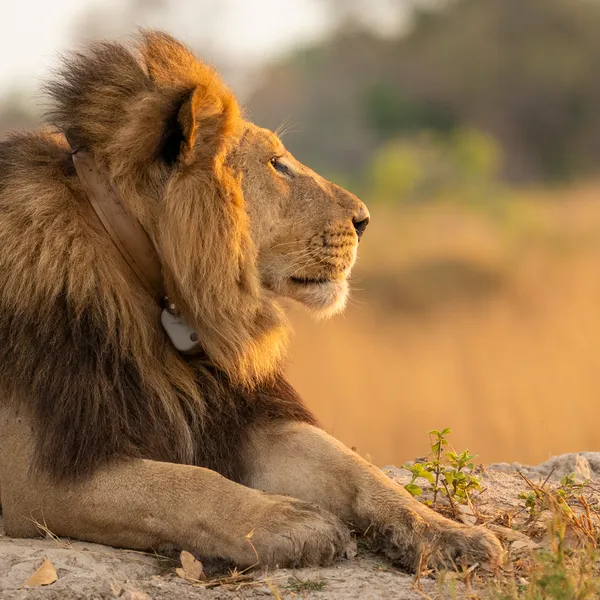 A collared male lion in profile