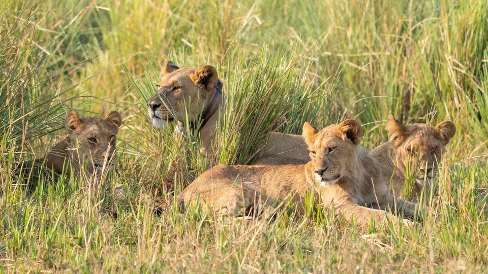 Lions with collars lounging in tall grass
