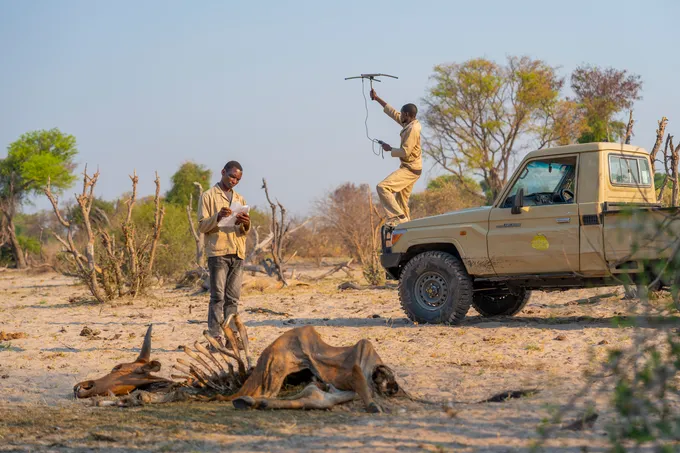 Rangers stand by their vehicle and the remains of a cow, one using a radio antenna and one looking at a paper document