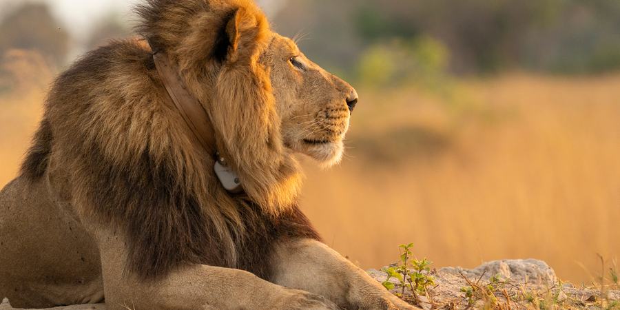 A collared male lion in profile