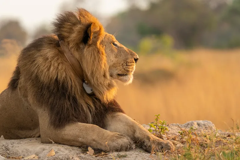 A collared male lion in profile