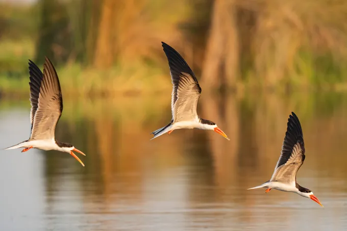 Three black and white birds fly over water