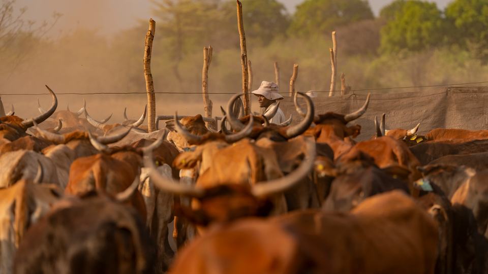 A farmer stands among his cattle in a fenced area