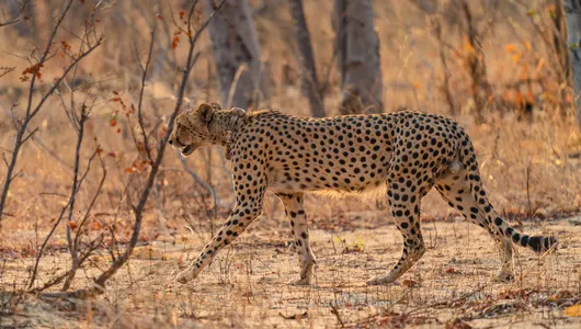 A collared cheetah walks through the scrub in Mudumu National Park