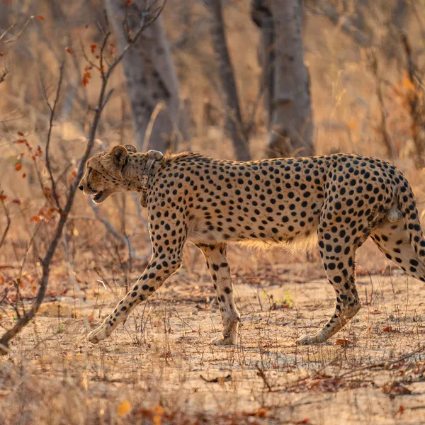 A collared cheetah walks through the scrub in Mudumu National Park