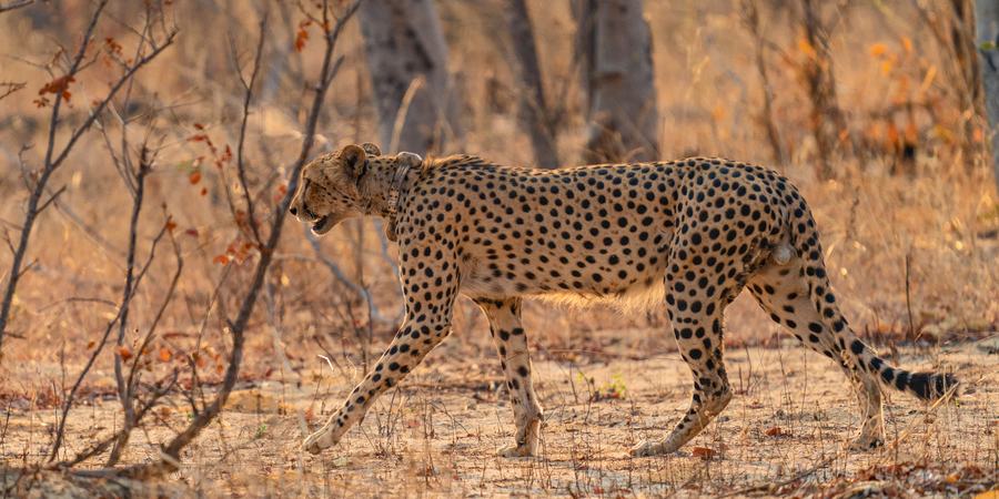A collared cheetah walks through the scrub in Mudumu National Park