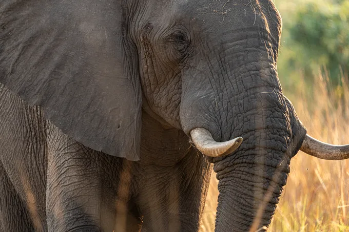 An african elephant face