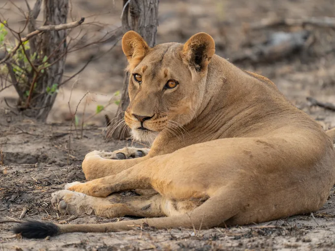 A female lion reclines but remains alert