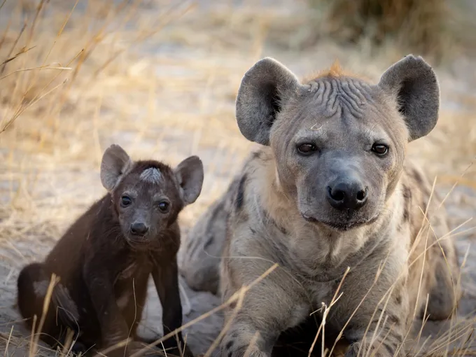 A hyena and her cub, resting on the ground