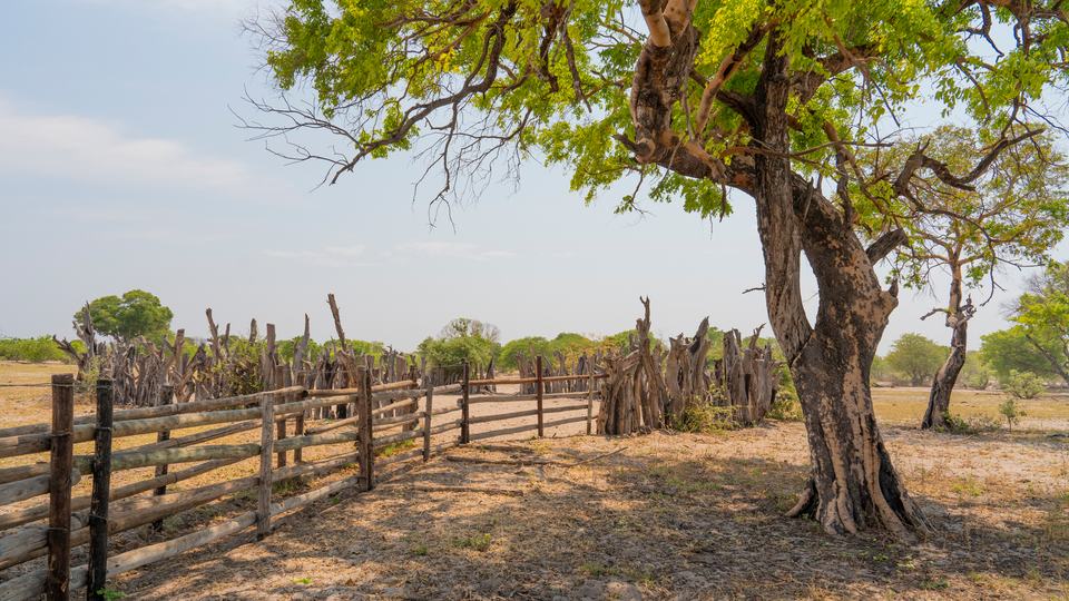 An enclosed fence made with wire and found branches