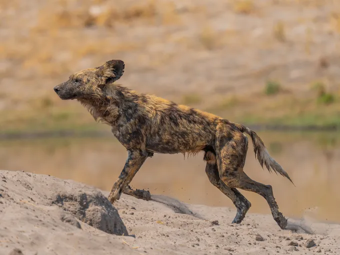 An African wild dog, wet from a swim, climbs the shore