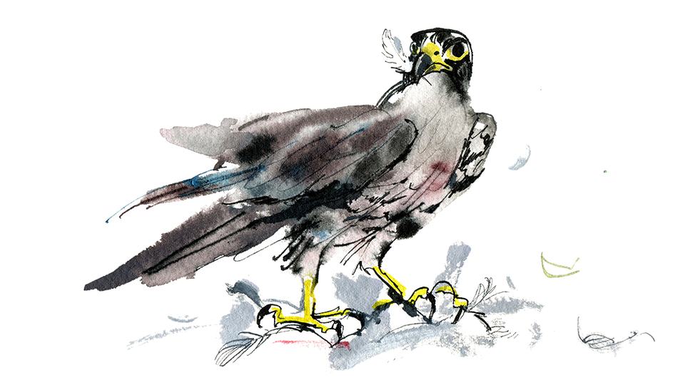 Illustration of a peregrine falcon with suspicious grey feathers it its mouth