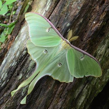 A luna moth on a tree trunk